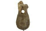 Triceratops Dorsal Vertebra with Metal Stand - South Dakota #350698-1